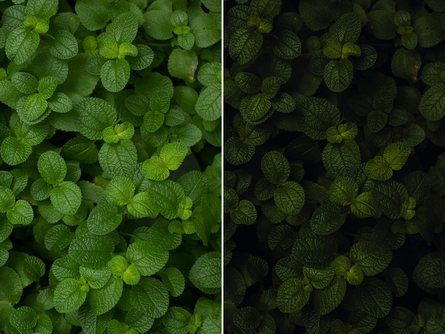 MASTER TONES — Lightroom Presets and Profiles